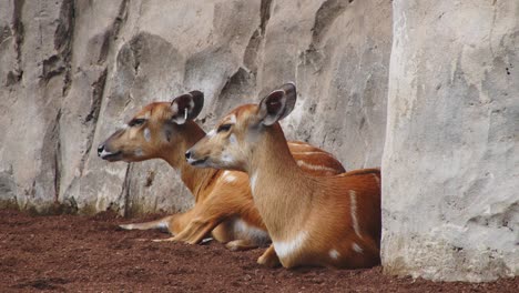 2-Ciervos-Africanos-Vistos-Descansando-A-La-Sombra-En-El-Bioparque-De-Valencia---4k,-24fps