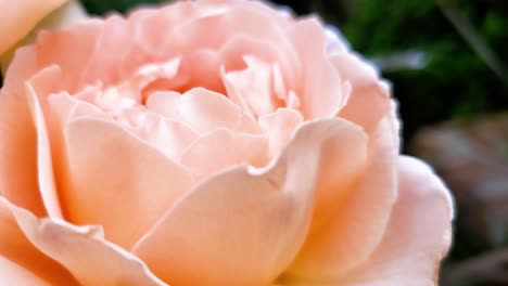 Hermosa-Rosa-Rosa-En-El-Jardín-De-Una-Casa