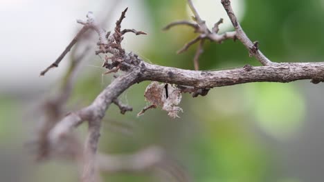 Gottesanbeterin,-Ceratomantis-Saussurii,-Thailand,-Kopfüber-Unter-Einem-Dicken-Zweig-Hängend,-Während-Sie-Ihre-Vorderbeine-Und-Antennen-Schüttelt-Und-Putzt,-Schönes-Waldgrünes-Bokeh-Im-Hintergrund