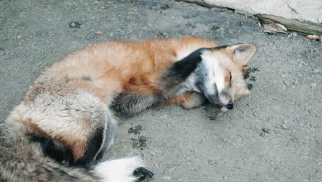 Fox-Lying-And-Resting-On-The-Ground-At-The-Zao-Fox-Village-In-Miyagi,-Japan---close-up