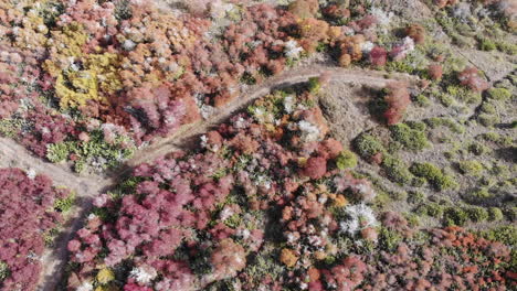 Aerial-top-down-shot-of-colorful-trees-and-bush-in-National-Park-during-summer---Patagonia,Argentina,Chile
