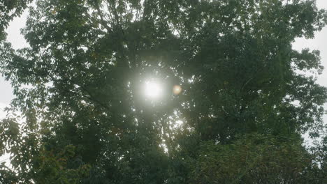 Helles-Sonnenlicht,-Das-Im-Sommer-In-Miyagi,-Japan,-Durch-üppige-Baumblätter-Späht