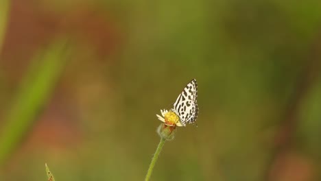 Butterfly--in--flower...