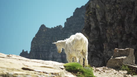 Mountain-Goat-at-high-altitude,-staring-into-the-void,-static-shot
