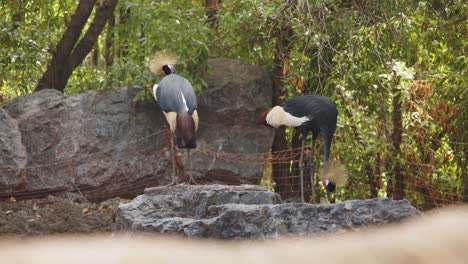2-colourful-birds-rock-in-Valencia-Biopark-4k,-24fps