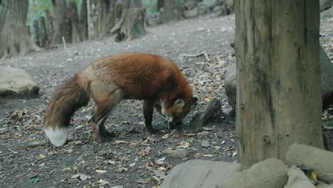 Miyagi-Zao-Fox-Village-With-Ezo-Red-Fox-Walking-And-Sniffing-On-Forest-Ground-In-Shiroishi,-Japan