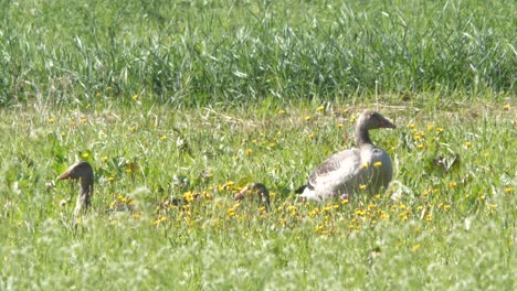 family-of-Greylag-goose-hiding-in-grass