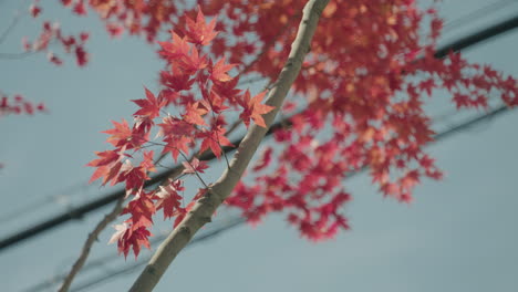 Color-Vibrante-De-Las-Hojas-Rojas-Del-árbol-De-Arce-Que-Se-Balancean-Contra-El-Cielo-Soleado-En-Miyagi,-Japón
