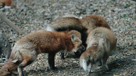 Foxes-At-The-Shed-On-Zao-Fox-Village-In-Miyagi,-Japan