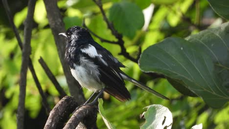 Black-Robin-relaxing-on-tree-