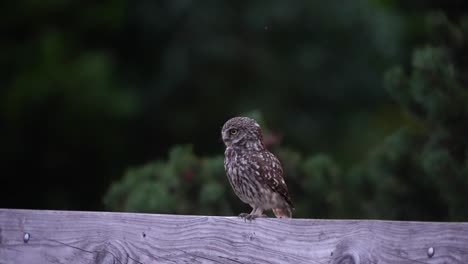 A-little-owl-sitting-on-a-wooden-fence-flies-away,-close-up