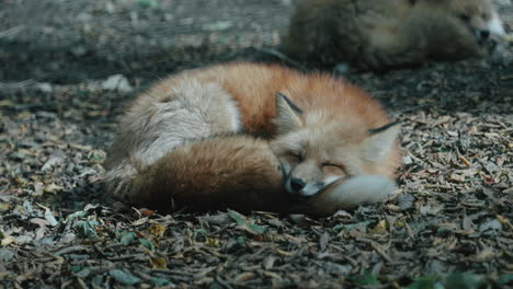 Rotfuchs-Zusammengerollt-Und-Schlafend-Im-Zao-Fox-Village-Sanctuary-In-Miyagi,-Japan