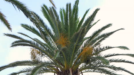 Top-of-a-green-Canary-palm-tree-with-yellow-date-grapes-waving-in-the-wind-in-front-of-a-summer-sky