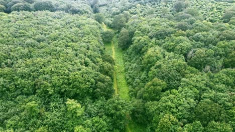 Aerial-view-of-forest-in-Denge-and-Pennypot-wood,-Kent