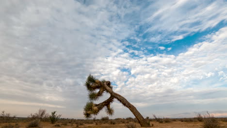 Cloudscape-Sobre-El-árido-Desierto-Del-Desierto-De-Mojave-Con-Un-árbol-De-Joshua-En-Primer-Plano---Lapso-De-Tiempo-De-Gran-Angular-De-Movimiento-Rápido