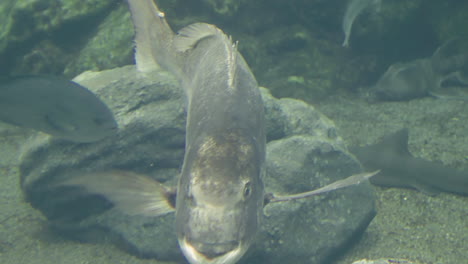 Close-Up-Of-Red-Seabream-In-Aquarium-Water