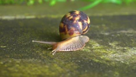 A-Snail-is-going-Slowly