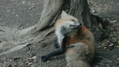 Furry-Fox-Scratching-While-Sitting-On-The-Ground-At-The-Zao-Fox-Village-In-Miyagi,-Japan---closeup