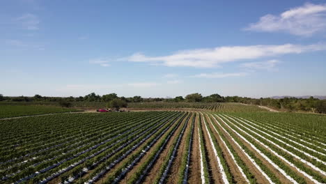 Air-view-vegetables-farmland-sown-in-ditches,-Mazatlan-Mexico
