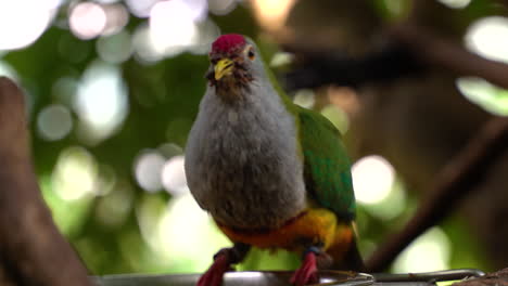 Beautiful-fruit-dove-or-rose-fronted-pigeon-eating-while-looking-at-camera-curiously