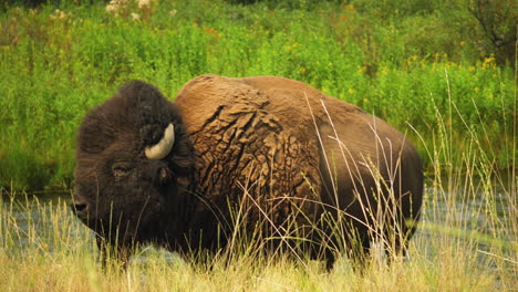 Bison-in-grasslands-next-to-river-licks-its-nose
