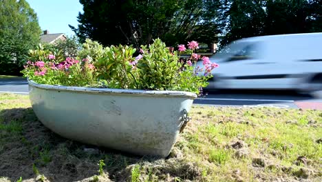 Zeitraffer-Von-Pflanzen-In-Einem-Blumenboot-Neben-Der-Straße-In-Der-Britischen-Ländlichen-Nachbarschaft-Mit-Verkehr