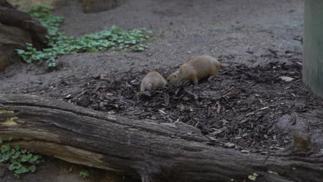 Two-young-black-tailed-prairie-dogs-walking-in-natural-environment