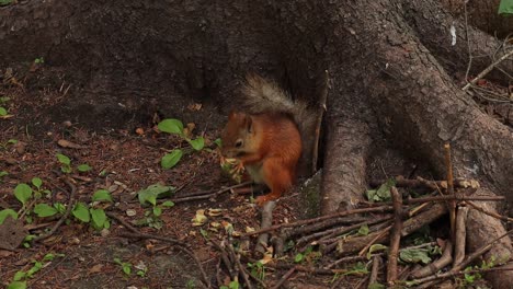 Cute-Eurasian-squirrel-eating-cone-by-tree-in-the-park-on-Yelagin-Island,-Russia