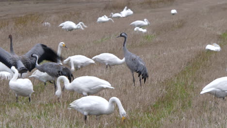 Beautiful-gray-cranes-surrounded-by-many-white-geese-in-agriculture-field,-handheld-view