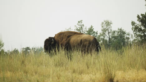 One-Adult-Bison-Standing-In-Tall-Grass-Field