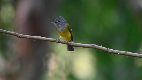 Grey-headed-Canary-flycatcher,-Culicicapa-ceylonensis,-Khao-Yai-National-Park,-UNESCO-World-Heritage,-Thailand