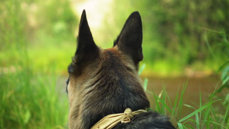 A-german-shepherd-dog-sitting-in-the-grass-next-to-a-river-waiting-patiently
