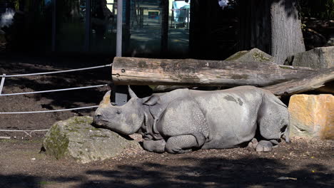 Rinoceronte-Indio-Disfrutando-Y-Durmiendo-A-La-Luz-Del-Sol-Afuera