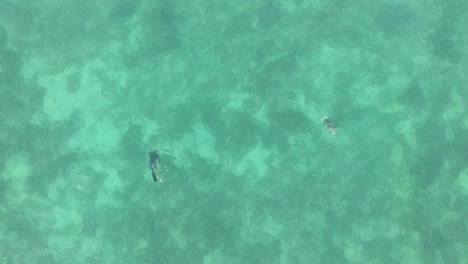 Aerial-top-down-of-snorkeler-spearfishing-beside-sea-turtle-in-Australian-ocean