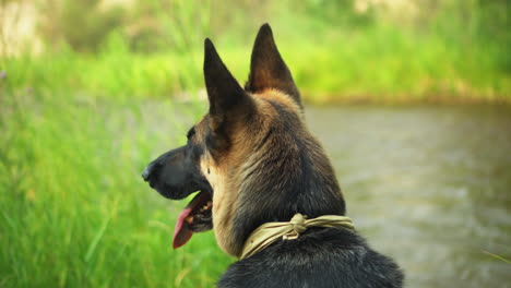 Alert-German-Shepherd-dog-sitting-on-lush-river-bank,-waiting-obediently