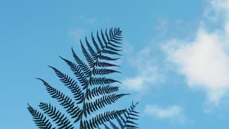 4K-shot-of-the-branch-of-a-fern-with-a-blue-sky-in-the-background