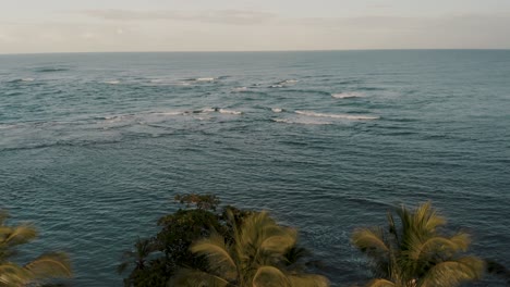 Drone-rising-behind-lush-palm-trees-on-coastline,-ocean-reveal