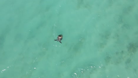 Drone-footage-of-sea-turtles-having-sex-and-mating-in-crystal-clear-ocean-during-summer---Top-down-view-of-turquoise-australian-ocean