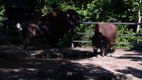 Bison-Couple-at-farm-setting-with-small-pond