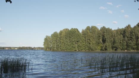 Mann-Schwimmt-Im-See-Mit-Gras-Und-Bäumen,-Wald---Jyvaskyla---4k-50fps
