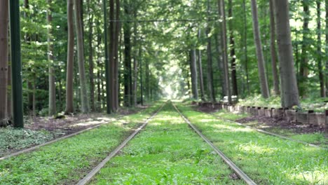 Empty-Railway-Tracks-Among-Green-Grass-Stretching-Out-Through-Forest-Trees