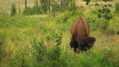 Grazing-American-Bison-in-grasslands,-frontal-shot