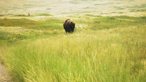 Bison-walking-in-intermountain-bunchgrass-prairie,-shot-from-behind