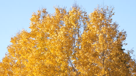Golden-birch-treetop-on-windy-autumn-day,-distance-camera-motion-view