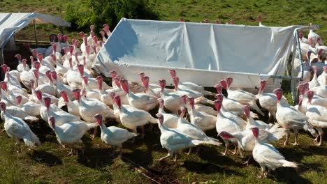 Flock-of-white-turkeys-outside