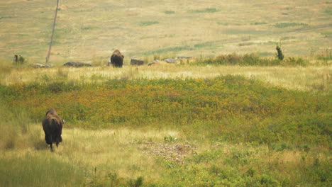 Tourists-in-National-Bison-Range-stopping-for-bison-to-cross-the-road,-long-shot