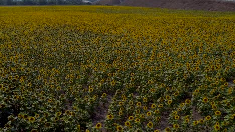 Hoher-Seitlicher-Drohnenflug-über-Gelb-Blühendes-Sonnenblumenfeld