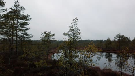 Estonia,-Lahemaa-National-Park,-Viru-Raba-Vaatetorn,-overview-over-the-beautiful-forest