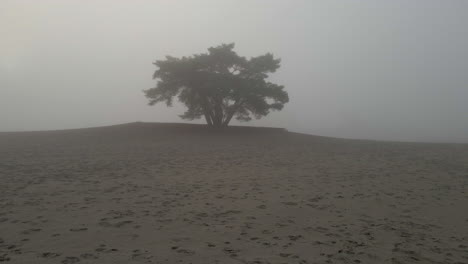 Bewegt-Sich-Auf-Einen-Einzelnen-Baum-In-Sanddünen-Zu,-Umgeben-Von-Einem-Dichten-Nebel
