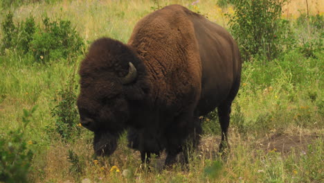 American-Bison-flicking-its-tail,-chewing-its-cud,-contemplating-life